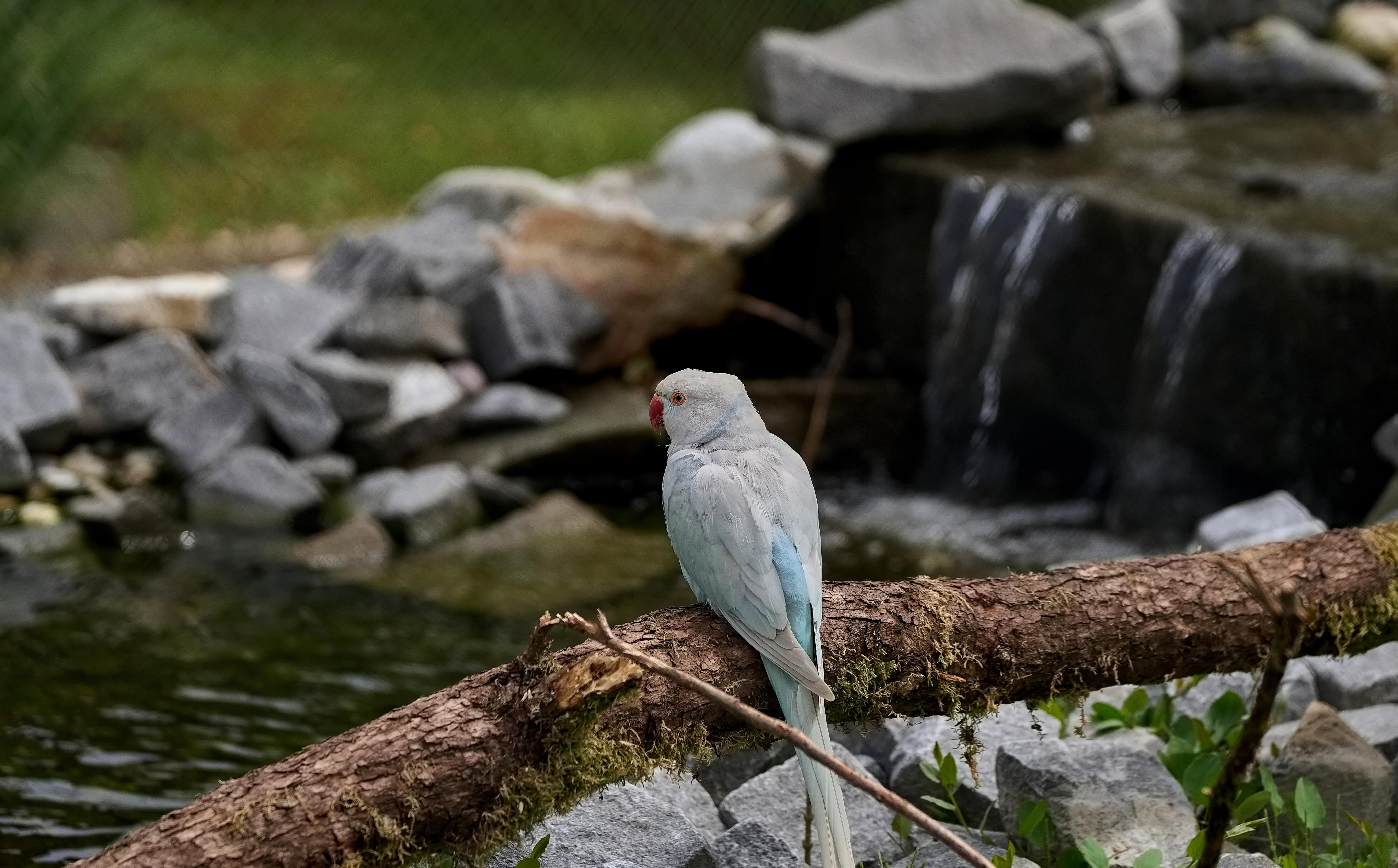 Ausflugsziel: Die PapageienWelt Vogelpark Ambigua