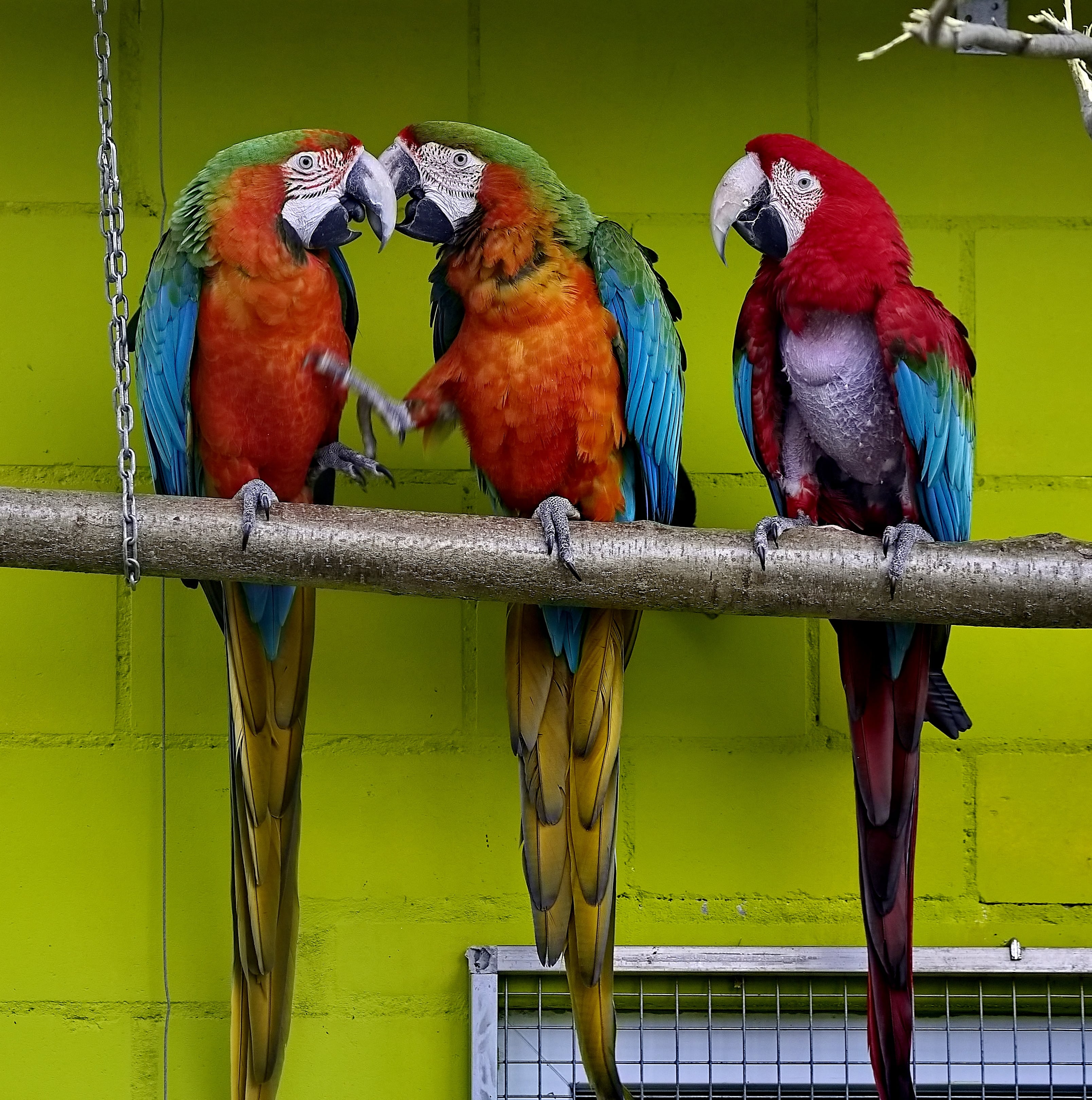 Ausflugsziel: Die PapageienWelt Vogelpark Ambigua
