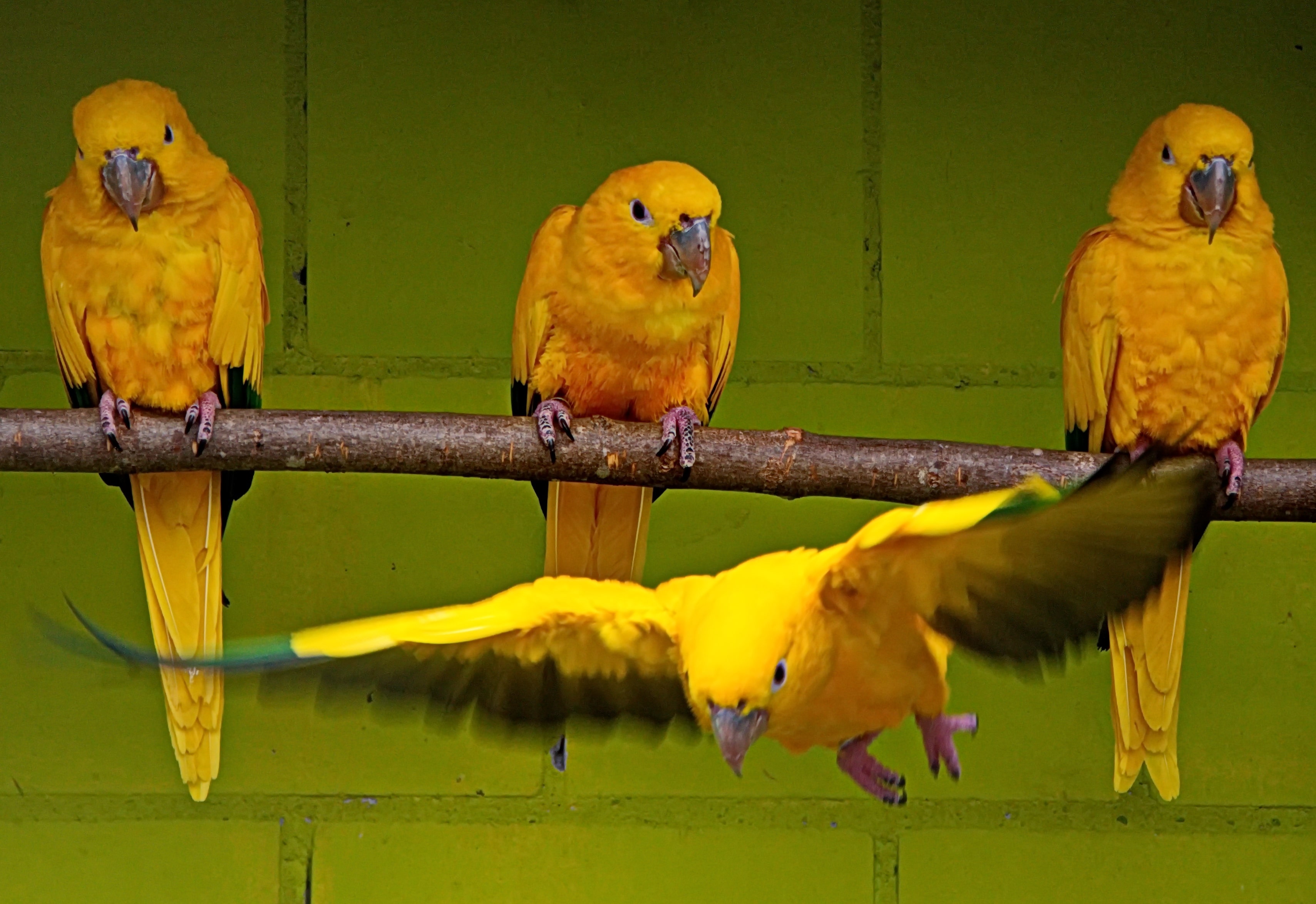 Ausflugsziel: Die PapageienWelt Vogelpark Ambigua