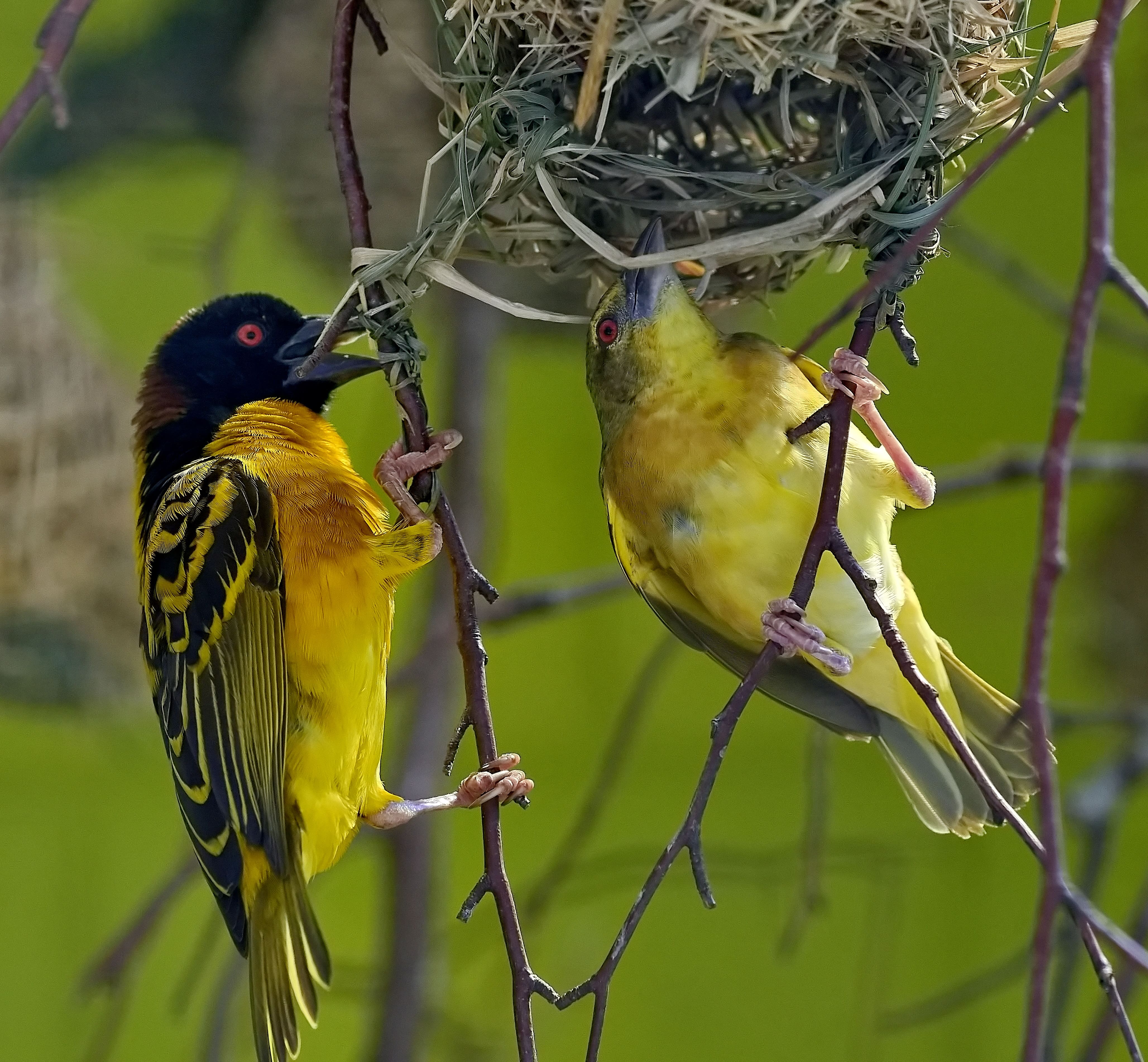 Ausflugsziel: Die PapageienWelt Vogelpark Ambigua