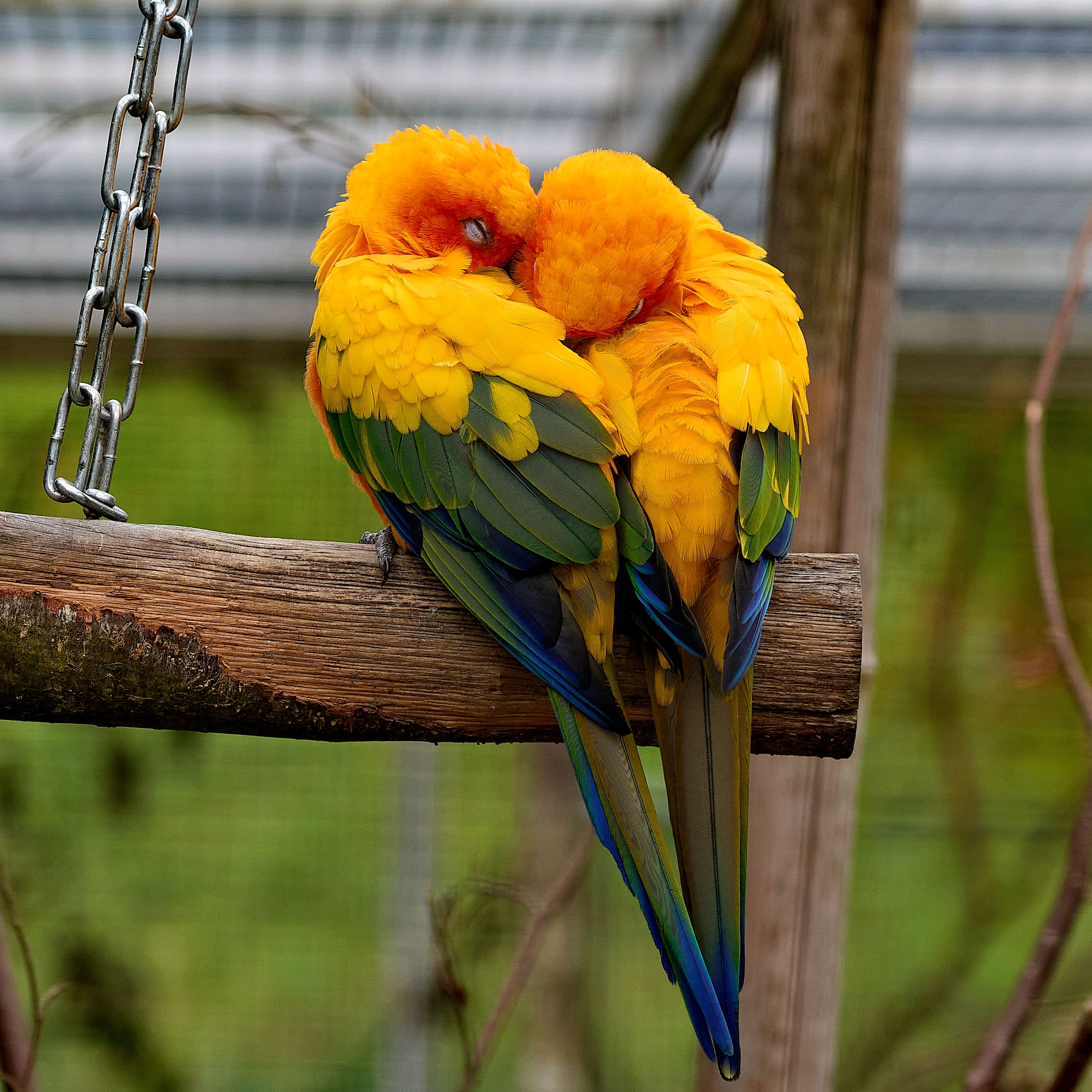 Ausflugsziel: Die PapageienWelt Vogelpark Ambigua