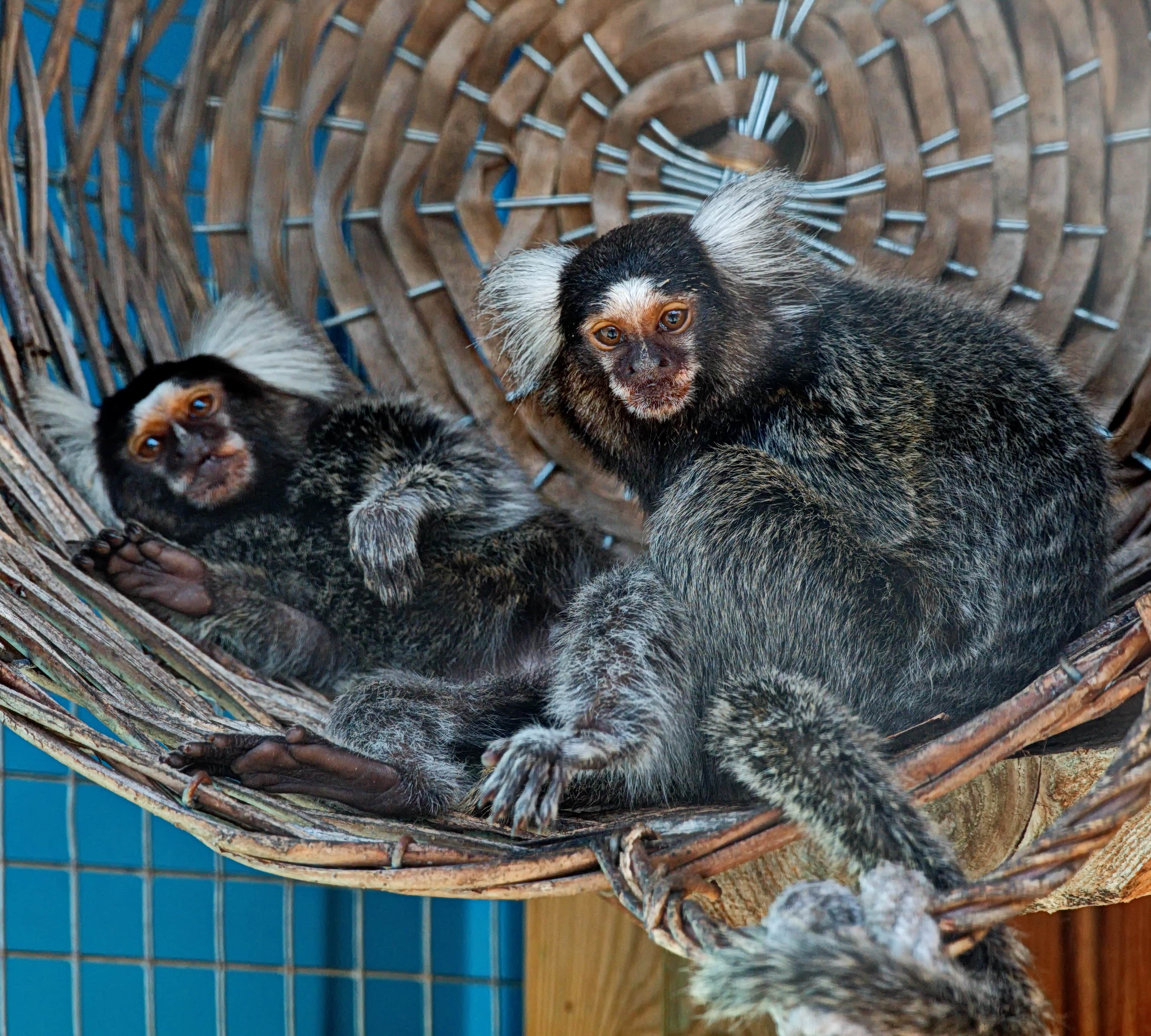 Ausflugsziel: Die PapageienWelt Vogelpark Ambigua