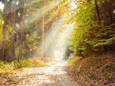 Ausflugsziel: Symbolbild für Ausflugsziel Weg der Sinne. Keine korrekte oder ähnlich Darstellung! - Weg der Sinne