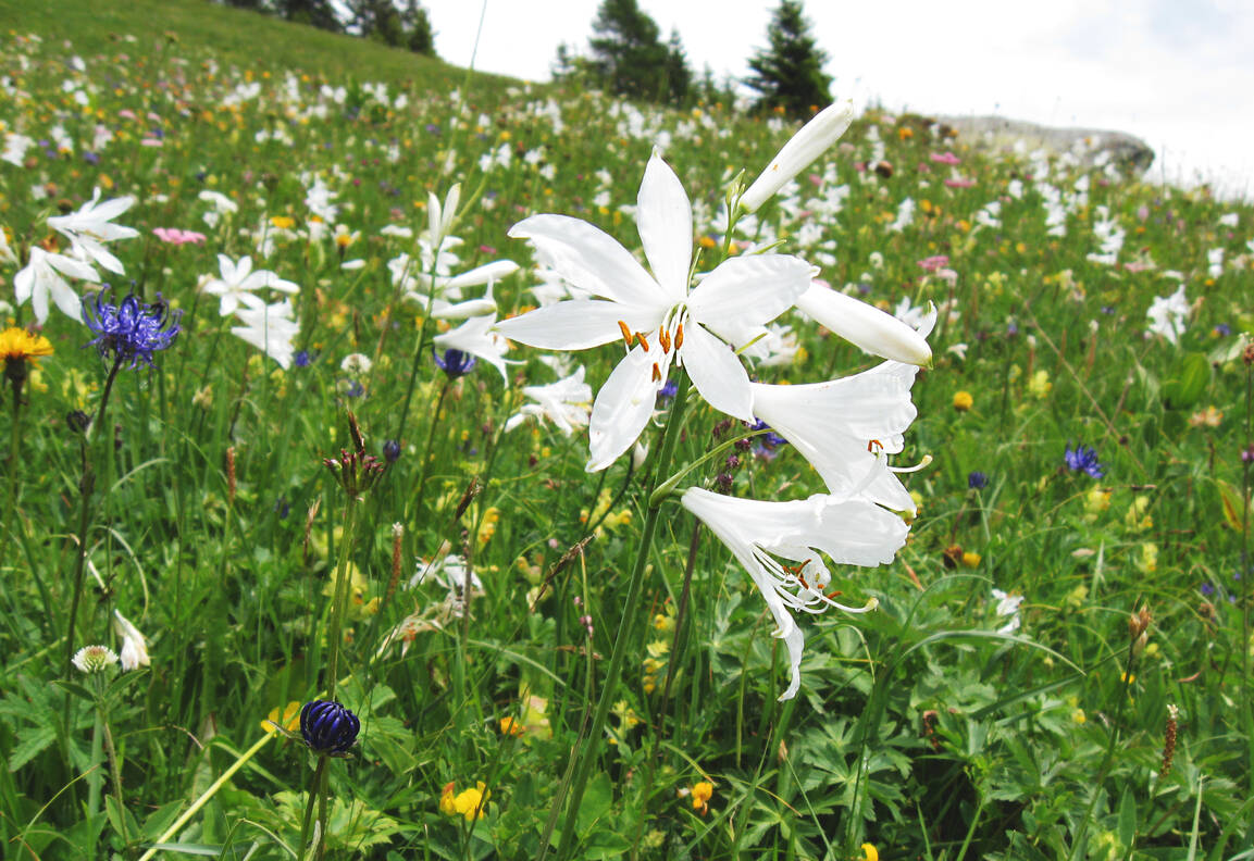 Reis met kinderen - Elm - Blütenreiche Trockenwiesen