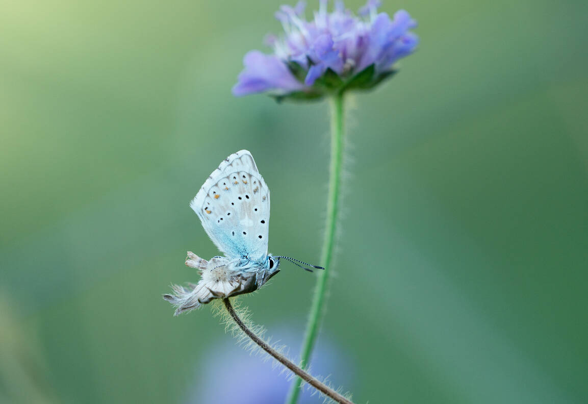 Viaggio con bambini - Taufers im Münstertal - Mit Sommervögeln unterwegs – eine Tagfalter-Exkursion
