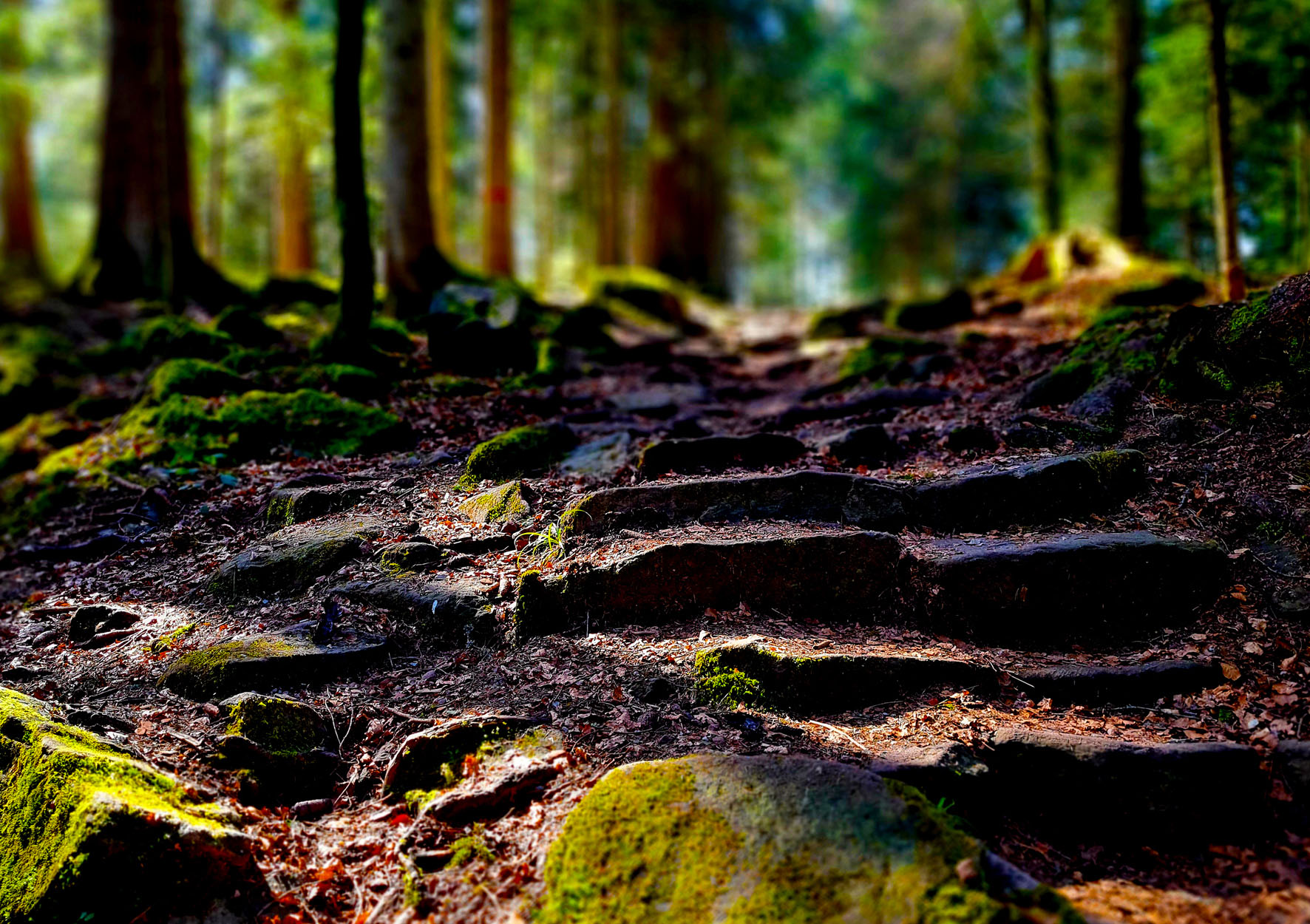 Ausflugsziel: Outdoor Escape "Rettung der Wolkenelfen" in Freudenstadt
