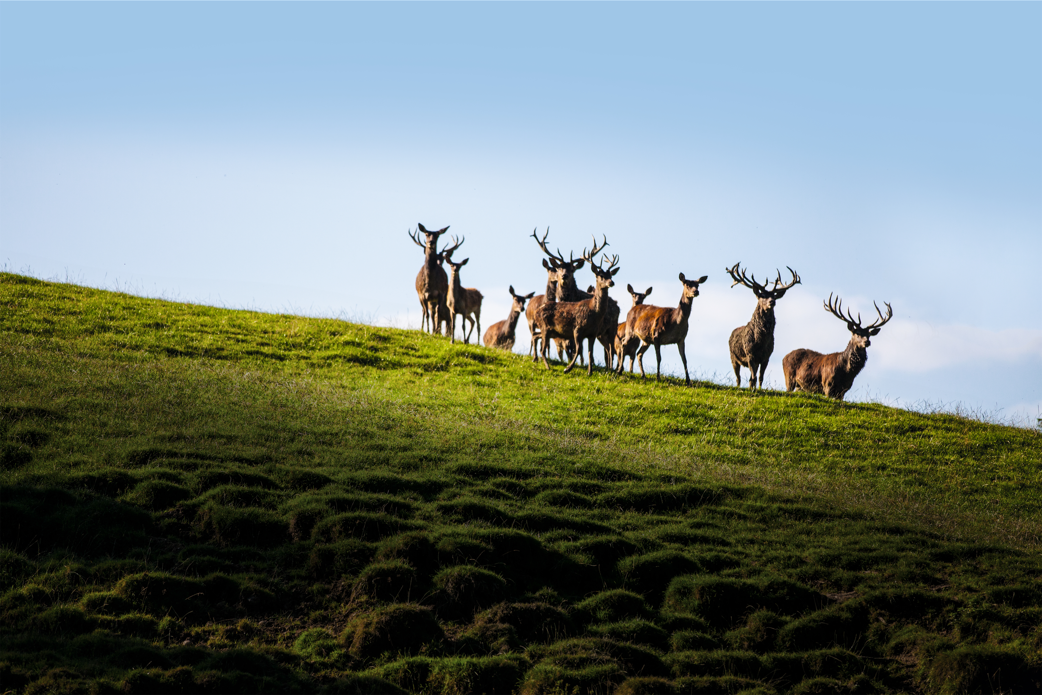 Ausflugsziel: Pfänder