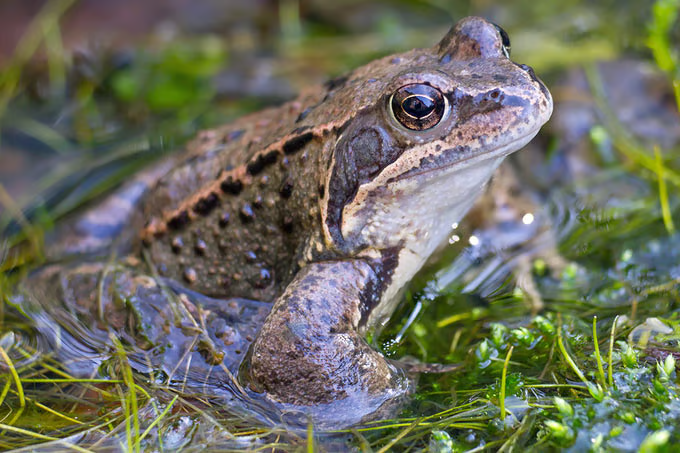 Ausflugsziel: Frosch - Tierpark Neuhaus-Niederwaldkirchen