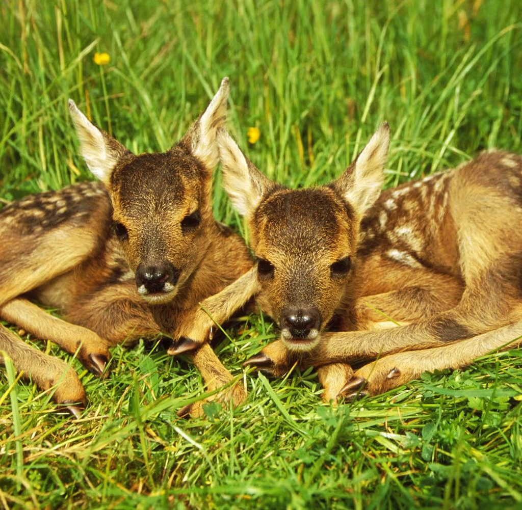 Ausflugsziel: Rehe oder Hirsche - Tierpark Neuhaus-Niederwaldkirchen