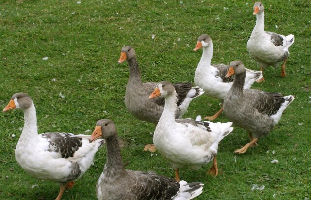 Ausflugsziel: Gänse - Tierpark Neuhaus-Niederwaldkirchen