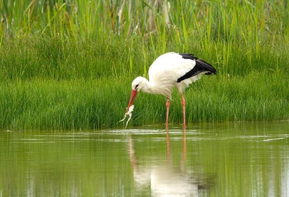 Ausflugsziel: Storch - Tierpark Neuhaus-Niederwaldkirchen