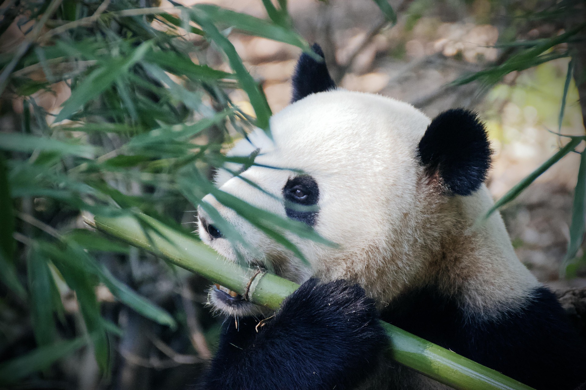 Ausflugsziel: Neue Pandas frisch aus China eingetroffen - Tierpark Neuhaus-Niederwaldkirchen