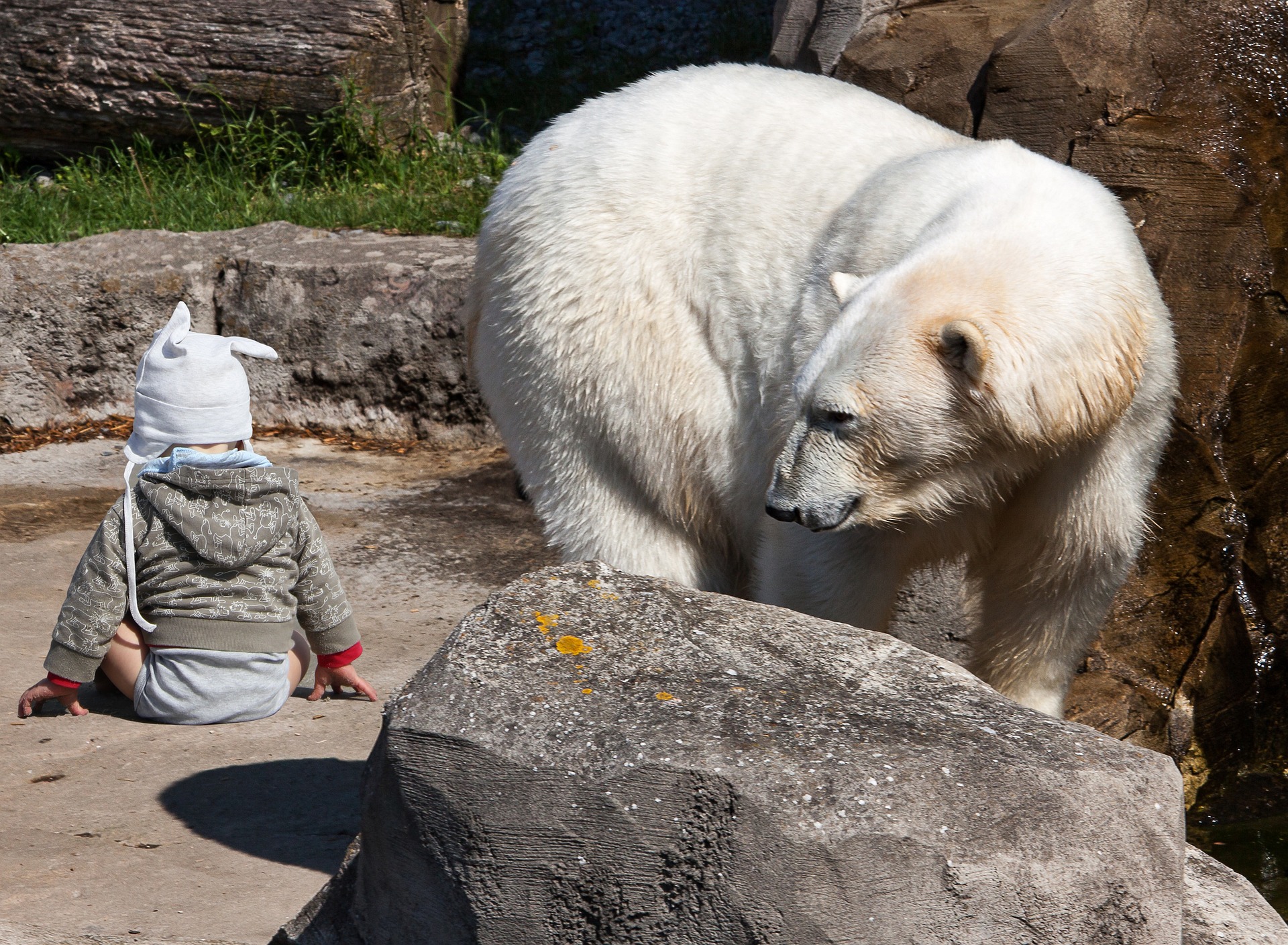 Ausflugsziel: NEU: Weltweit erste begehbare Eisbärenanlage - Tierpark Neuhaus-Niederwaldkirchen