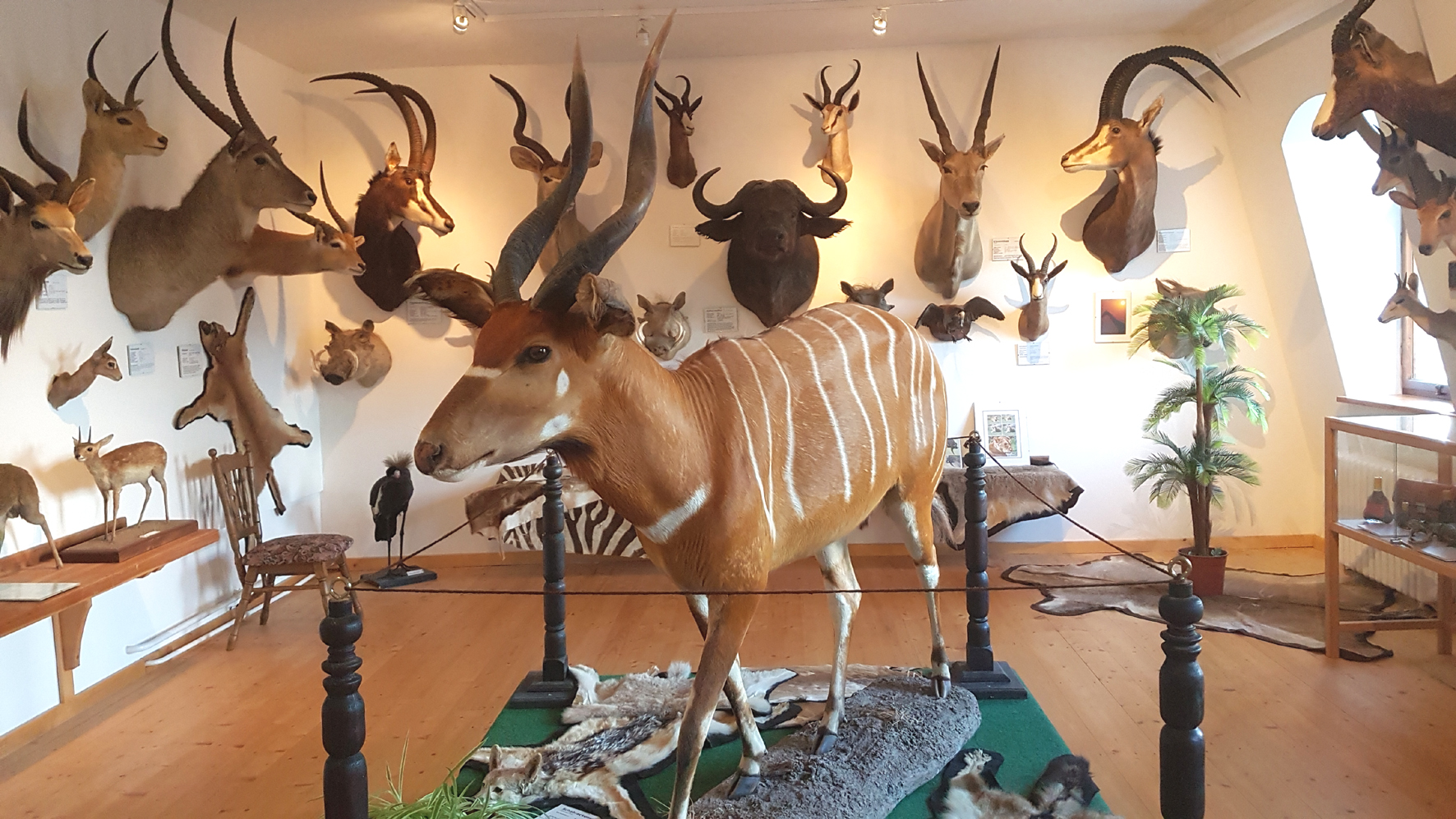 Trip with children - Eibenstock - Schloss Leubnitz mit der Dauerausstellung "Natur- und Jagd"
