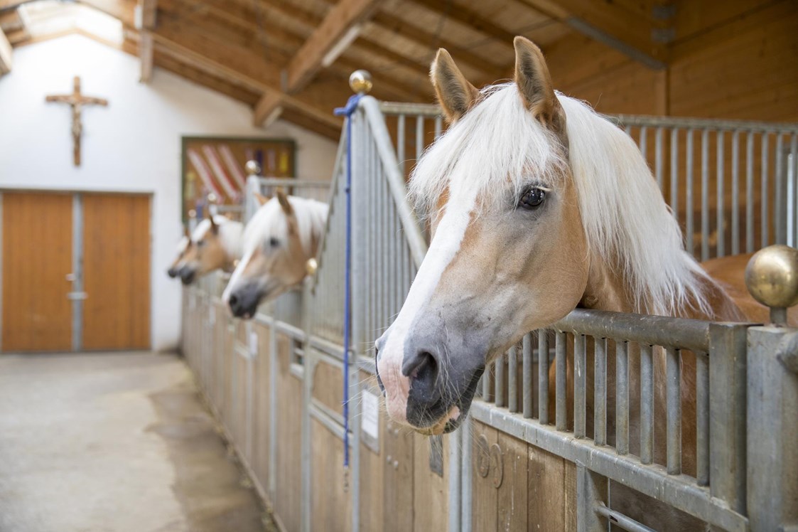 Ausflugsziel: Ponyreiten beim Hauserwirt in Münster