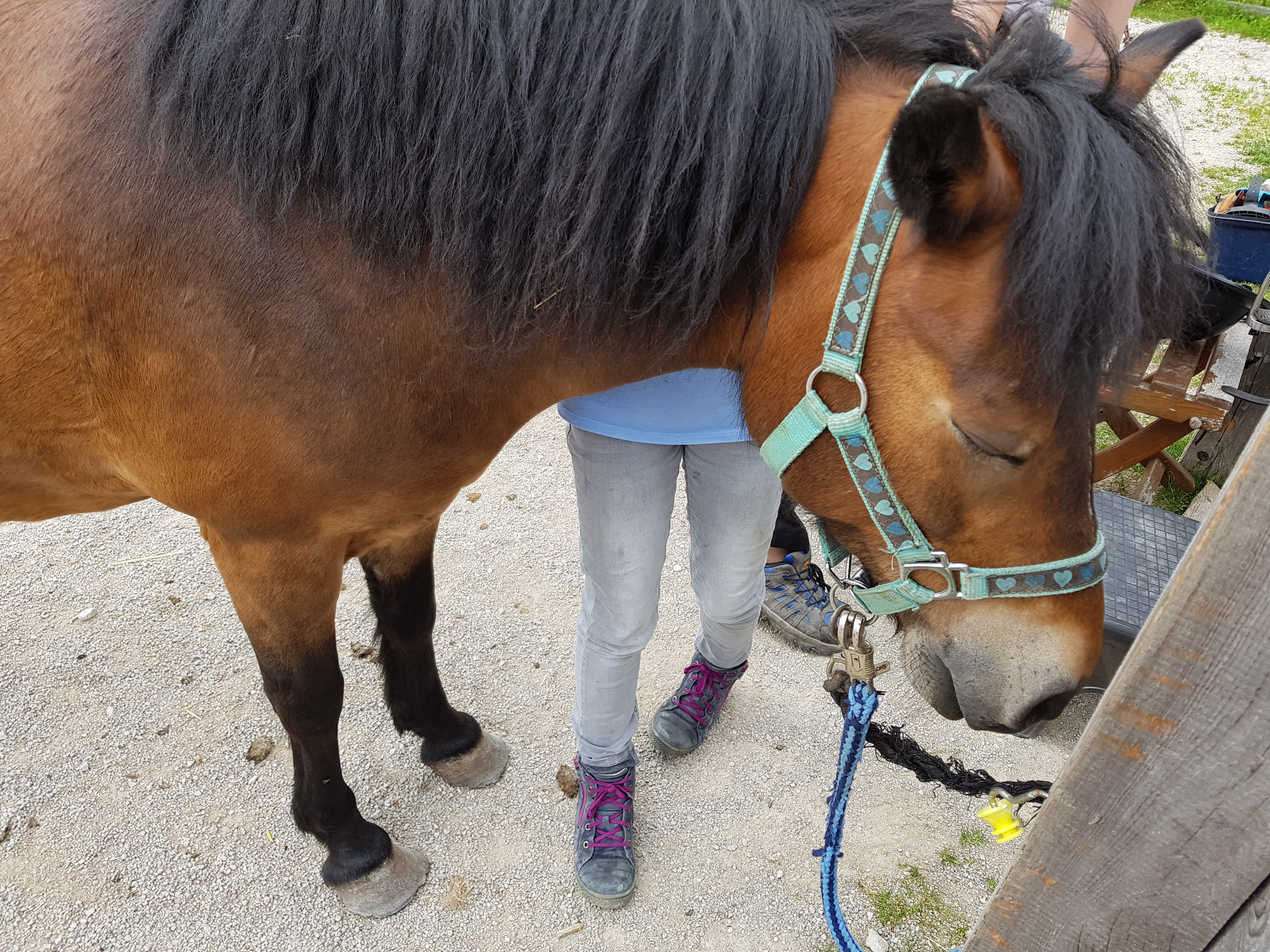 Ausflugsziel: Restaurant Haflingerhof in Kramsach
