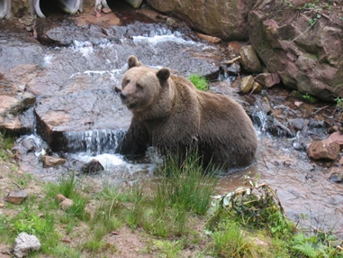 Ausflugsziel: Alternativer Wolf- und Bärenpark