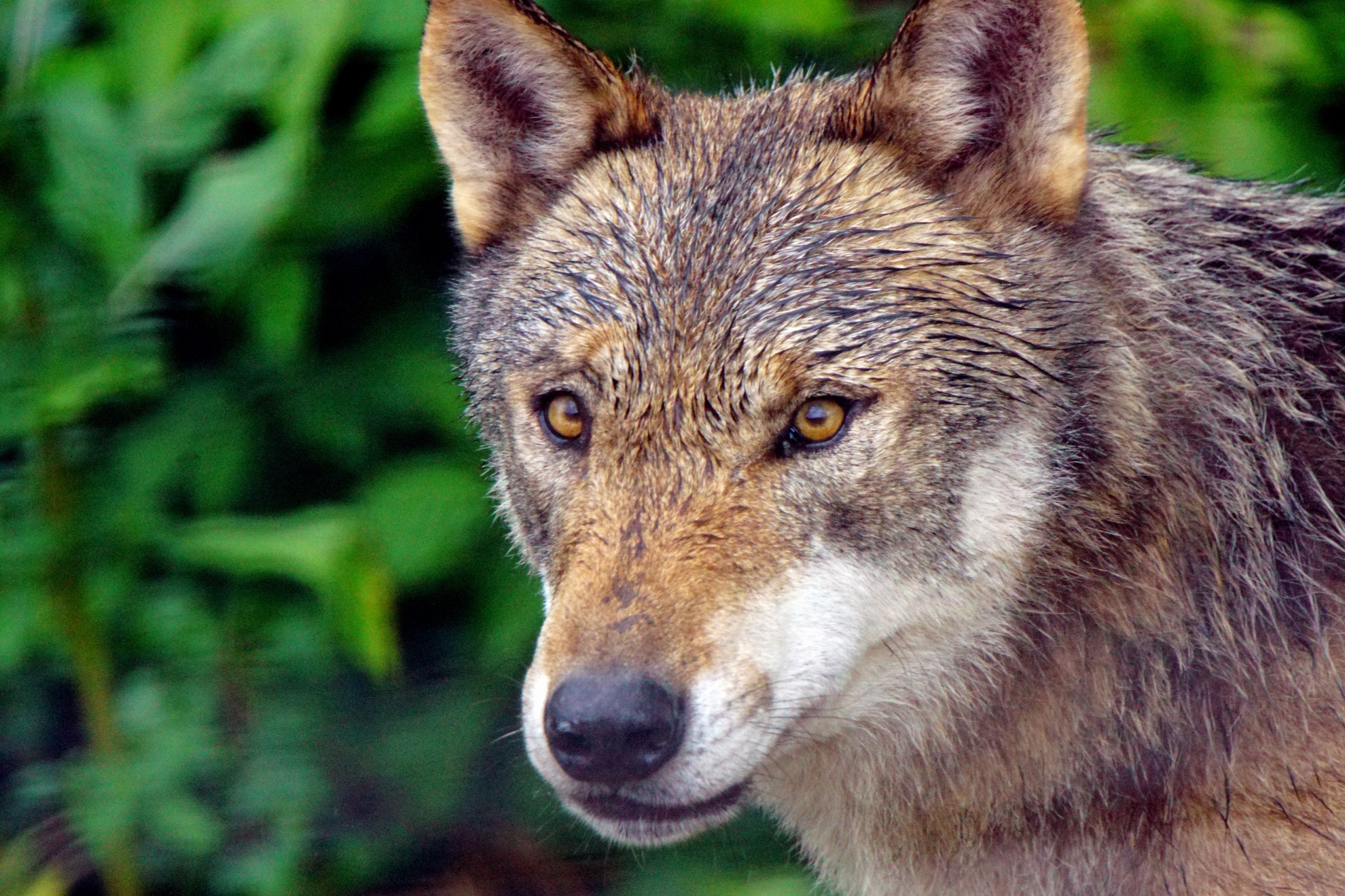Ausflugsziel: Alternativer Wolf- und Bärenpark