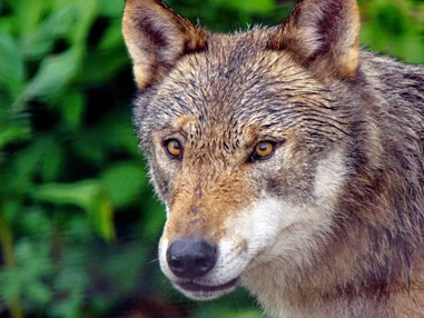 Ausflugsziel: Alternativer Wolf- und Bärenpark