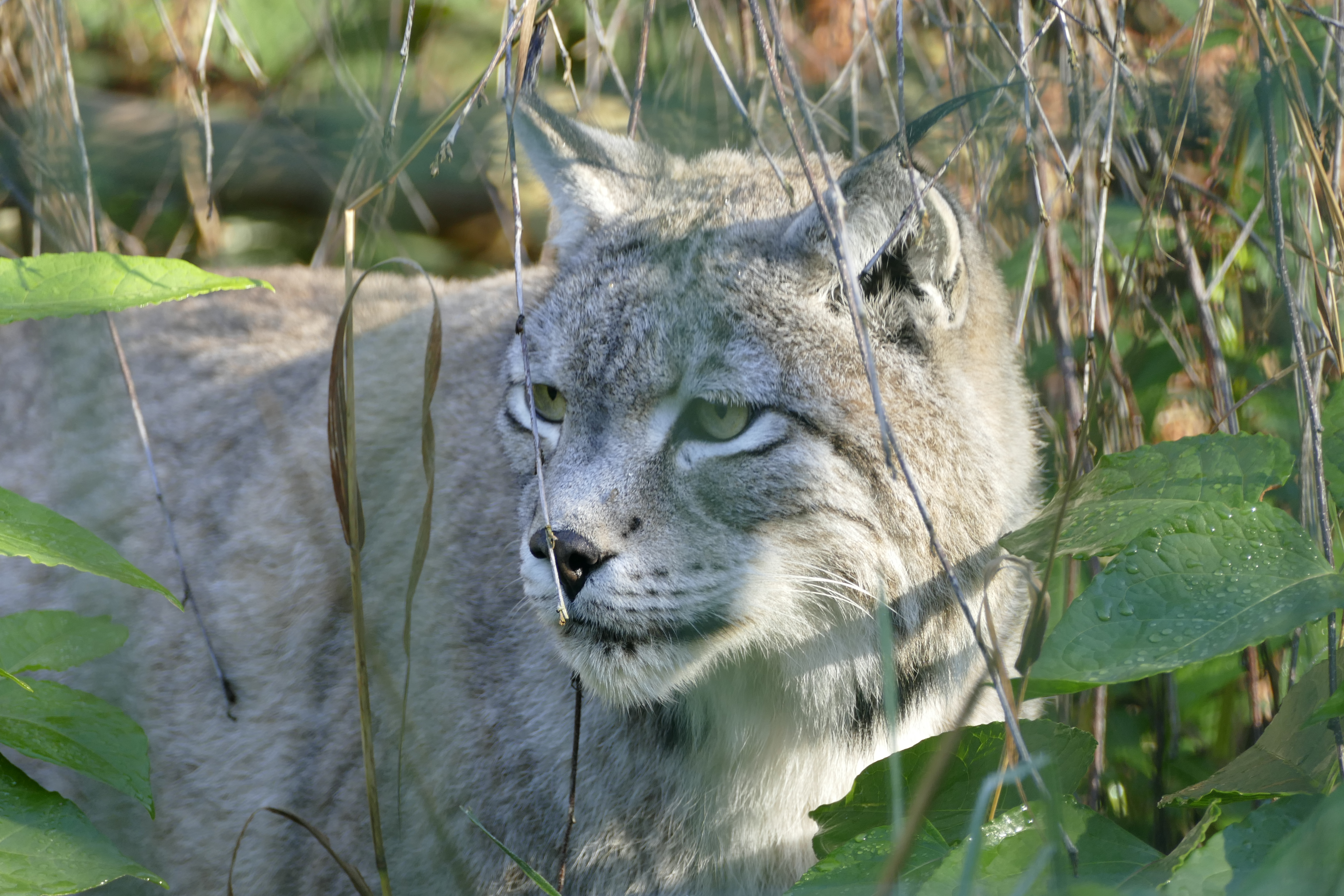 Ausflugsziel: Alternativer Wolf- und Bärenpark