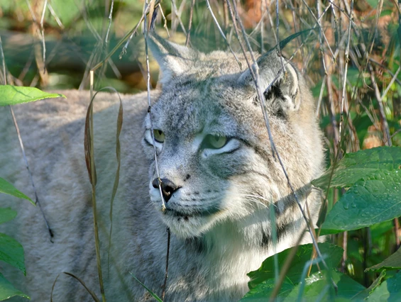 Ausflugsziel: Alternativer Wolf- und Bärenpark