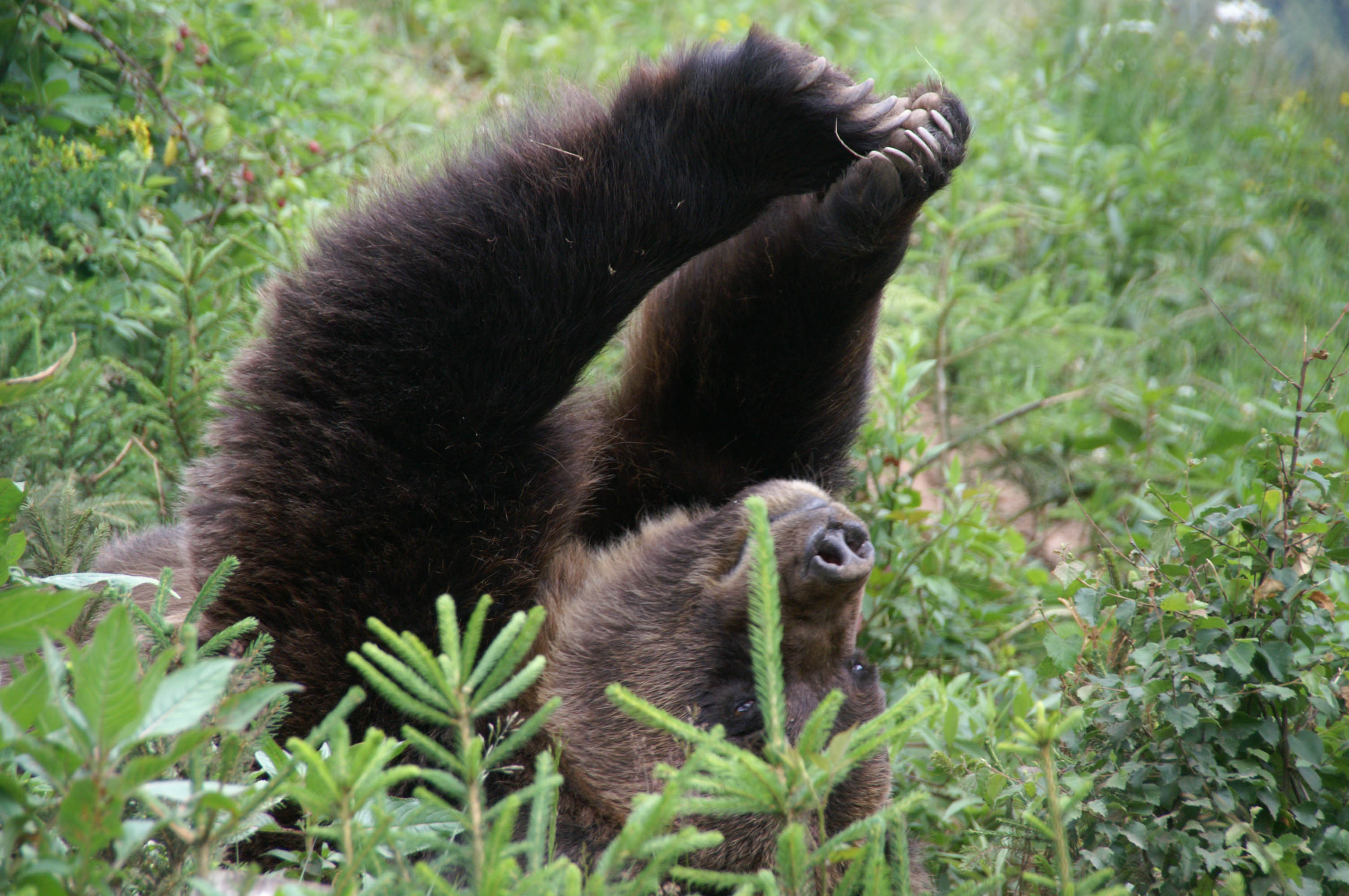 Ausflugsziel: Alternativer Wolf- und Bärenpark