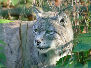 Ausflugsziel: Alternativer Wolf- und Bärenpark