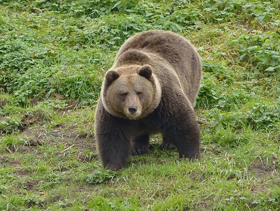 Ausflugsziel: Alternativer Wolf- und Bärenpark
