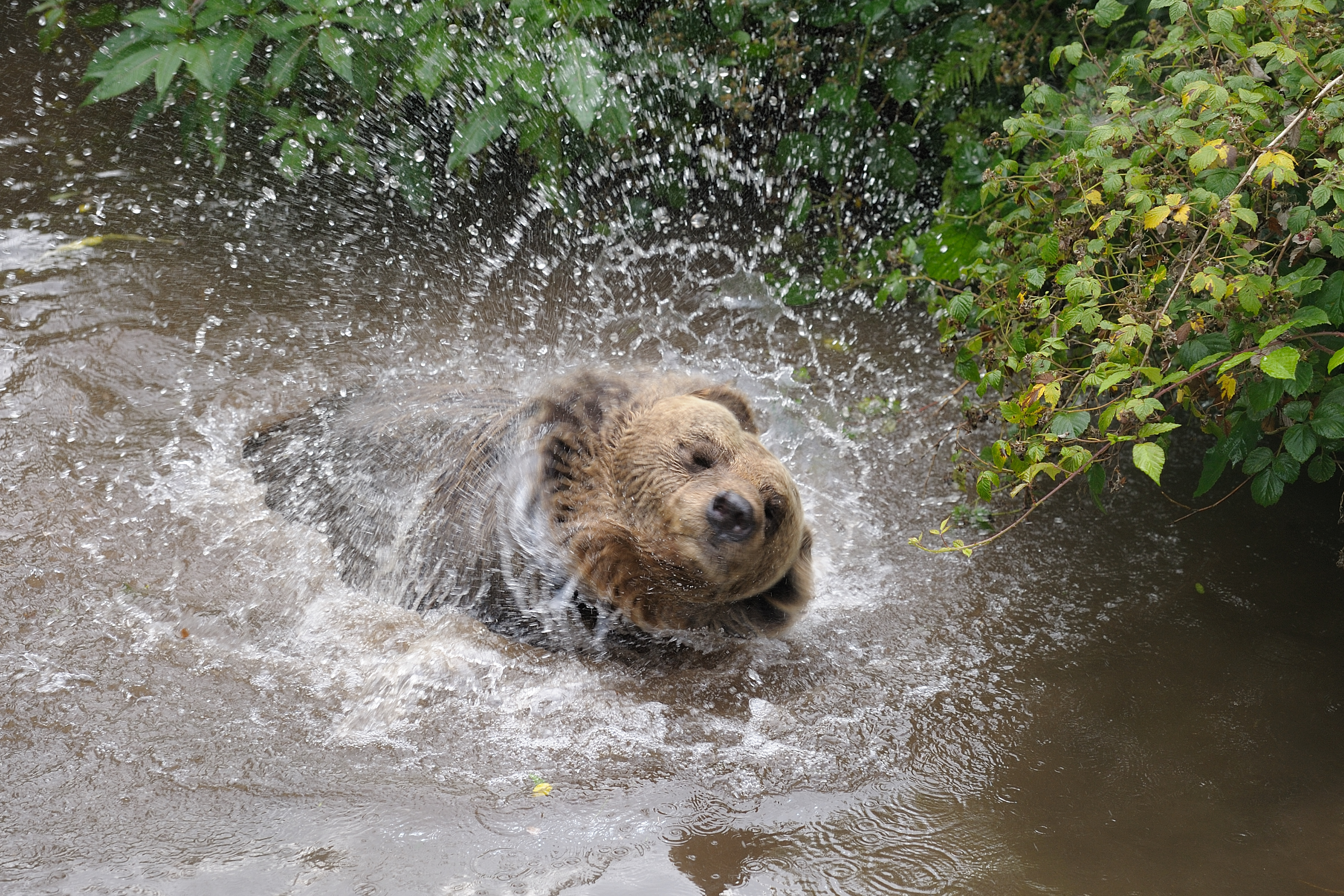 Ausflugsziel: Alternativer Wolf- und Bärenpark