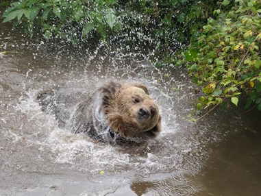 Ausflugsziel: Alternativer Wolf- und Bärenpark