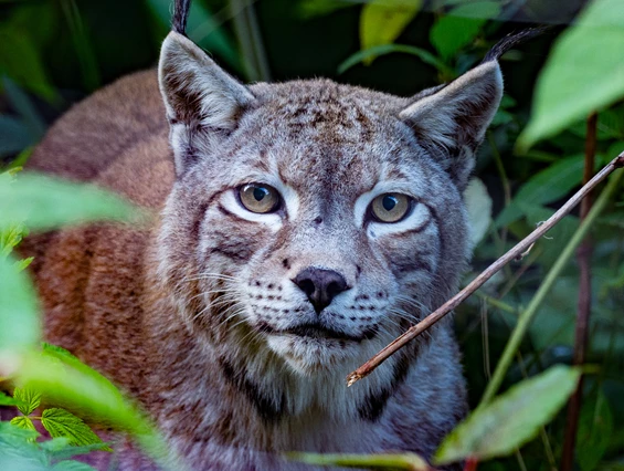 Ausflugsziel: Alternativer Wolf- und Bärenpark