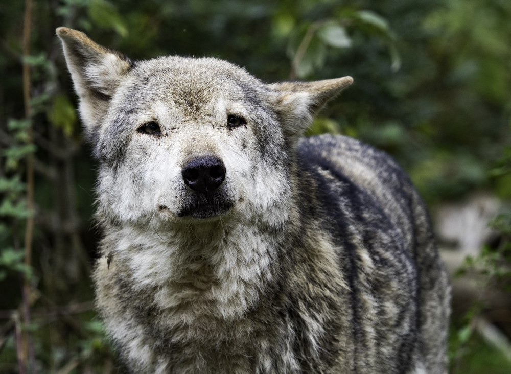 Ausflugsziel: Alternativer Wolf- und Bärenpark