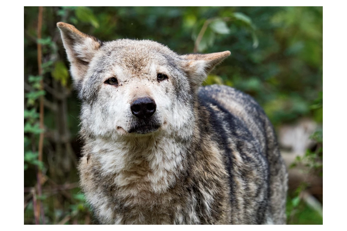 Ausflugsziel: Alternativer Wolf- und Bärenpark