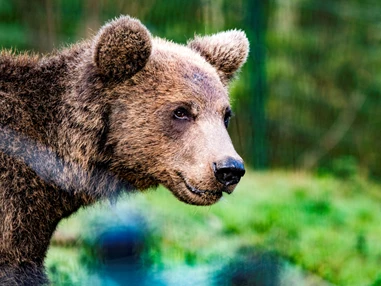 Ausflugsziel: Alternativer Wolf- und Bärenpark
