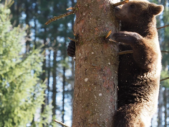 Ausflugsziel: Alternativer Wolf- und Bärenpark