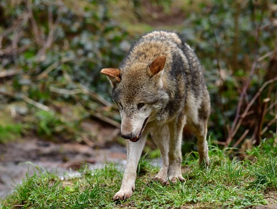 Ausflugsziel: Alternativer Wolf- und Bärenpark