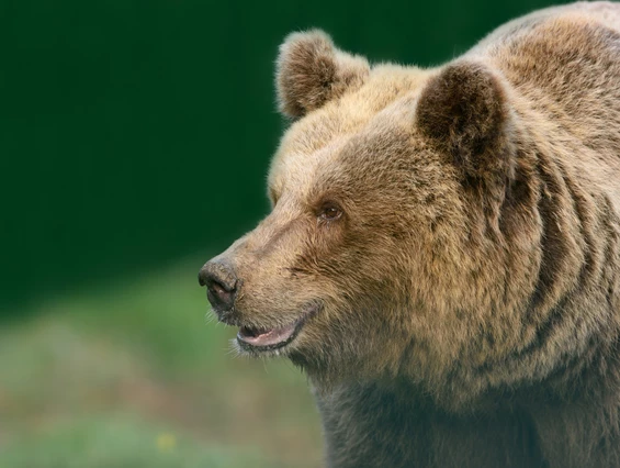 Ausflugsziel: Alternativer Wolf- und Bärenpark