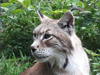 Ausflugsziel: Alternativer Wolf- und Bärenpark