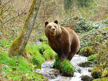 Ausflugsziel: Alternativer Wolf- und Bärenpark