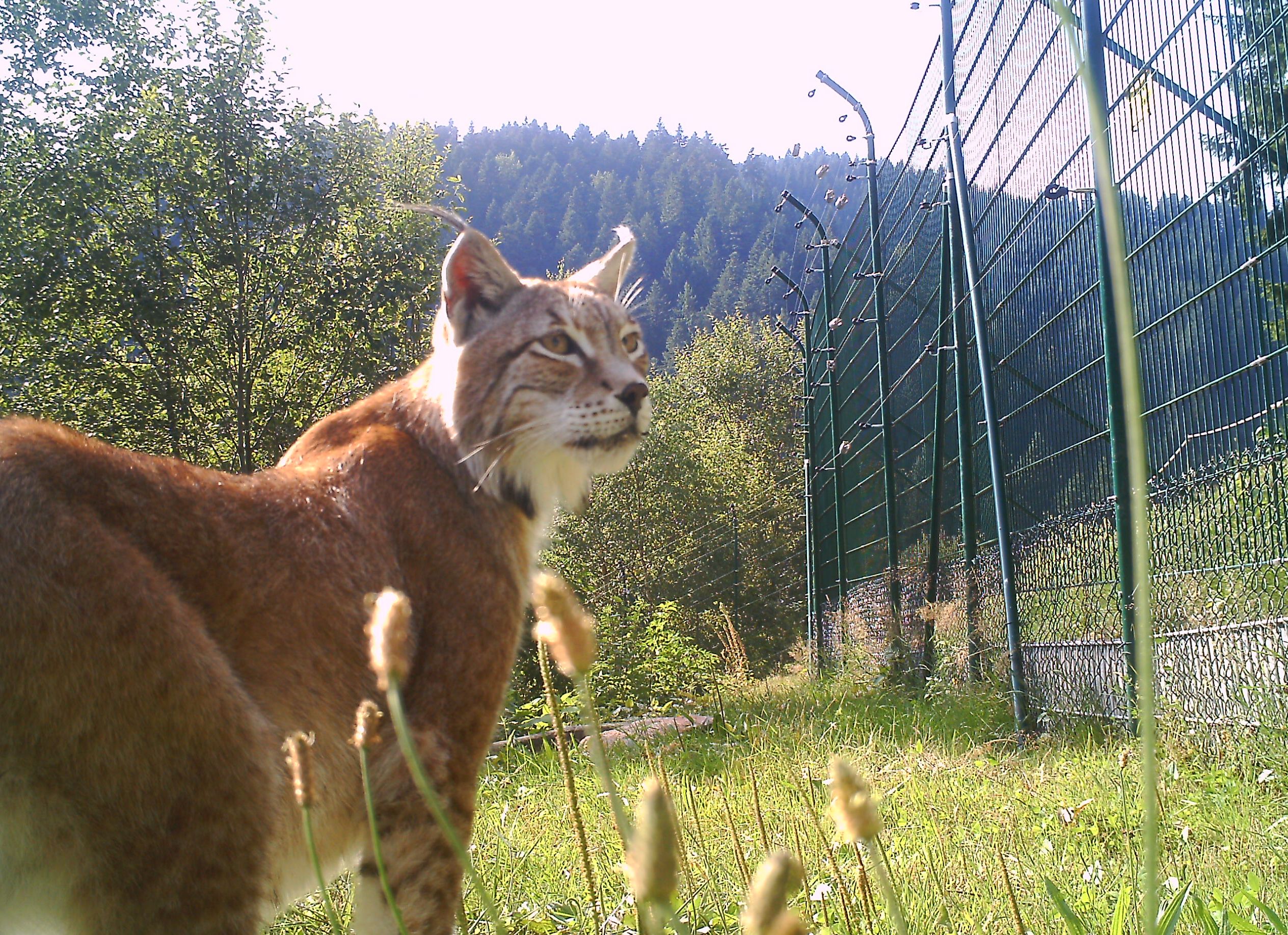 Ausflugsziel: Alternativer Wolf- und Bärenpark