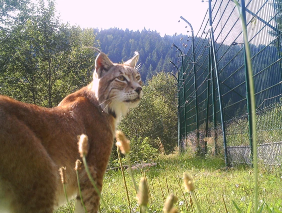 Ausflugsziel: Alternativer Wolf- und Bärenpark