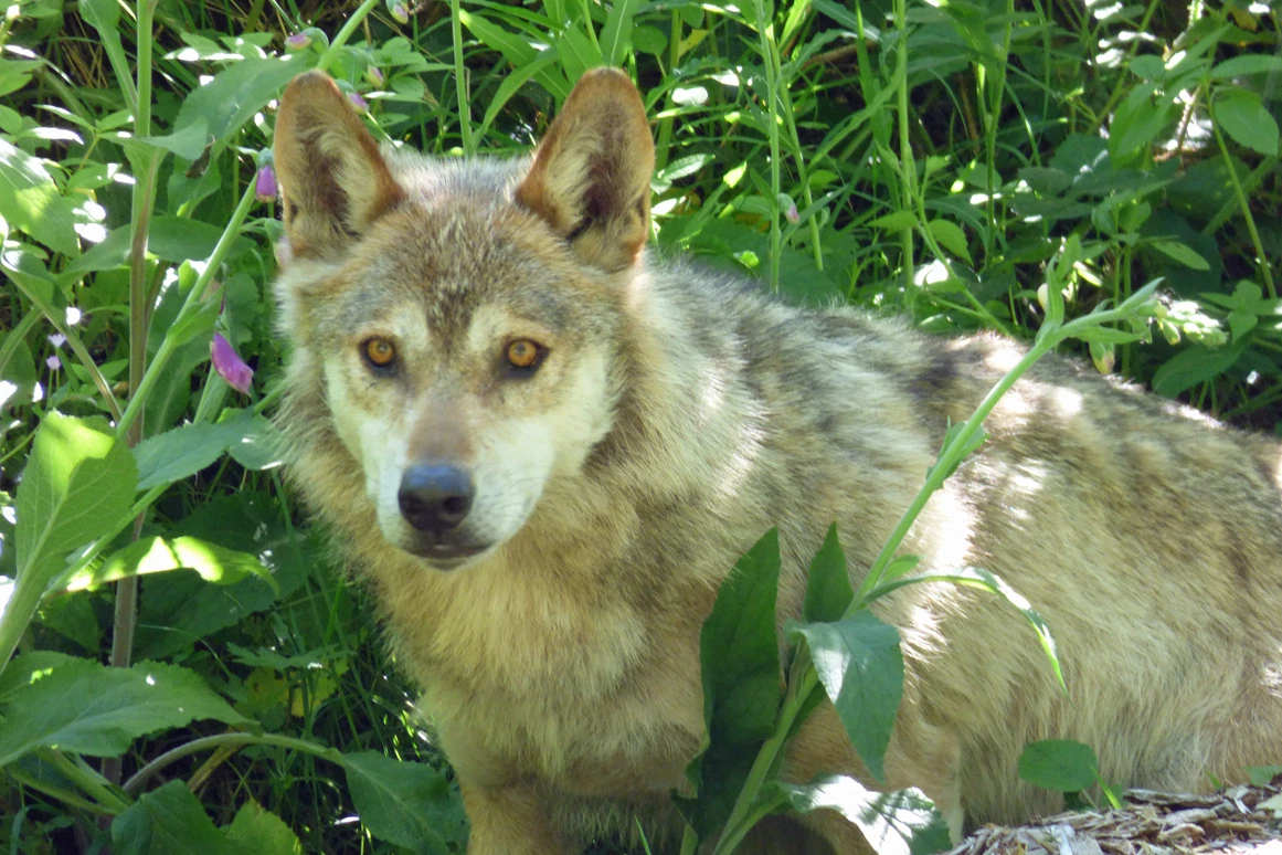Ausflugsziel: Alternativer Wolf- und Bärenpark