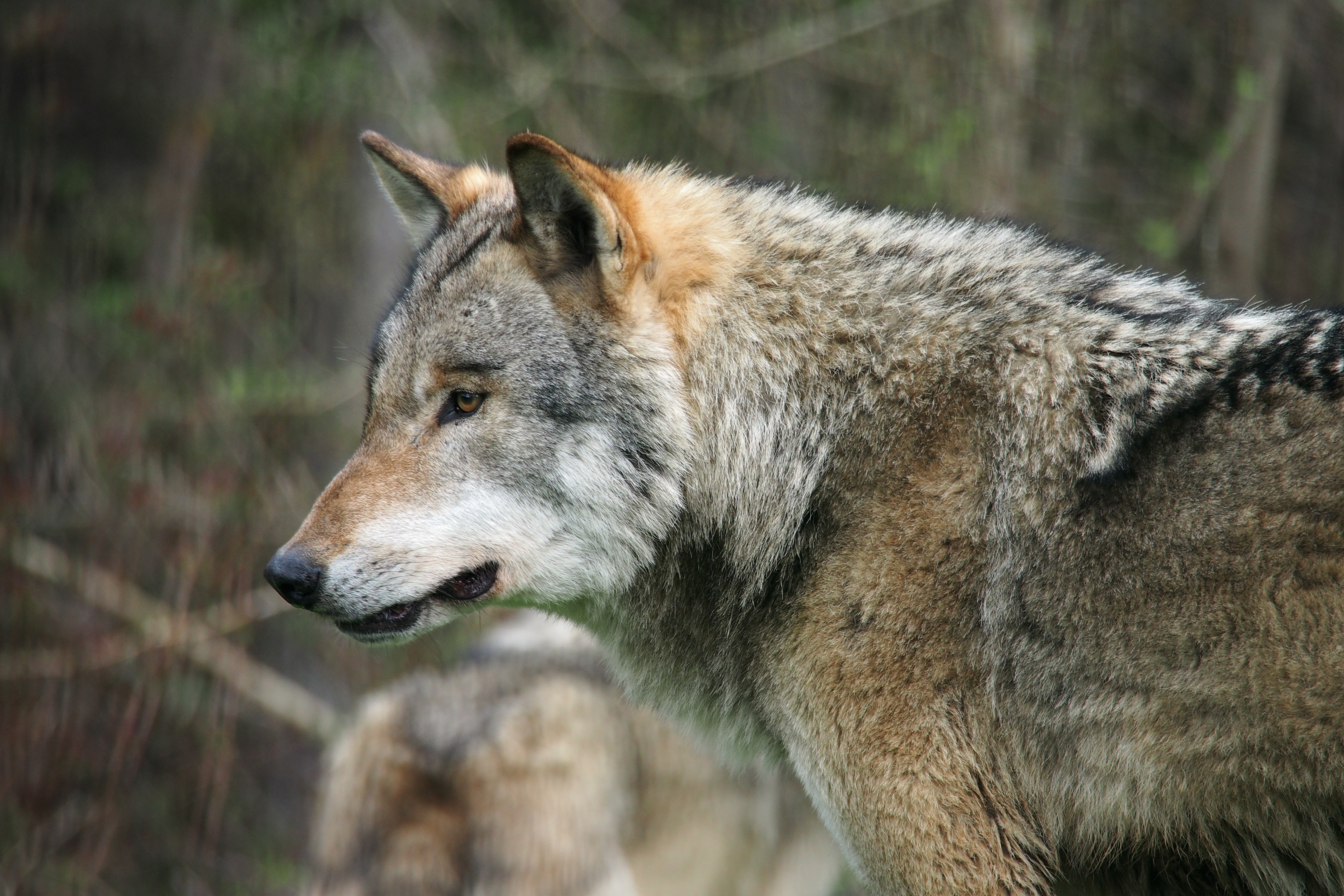 Ausflugsziel: Alternativer Wolf- und Bärenpark