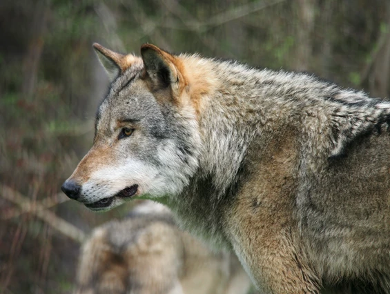 Ausflugsziel: Alternativer Wolf- und Bärenpark