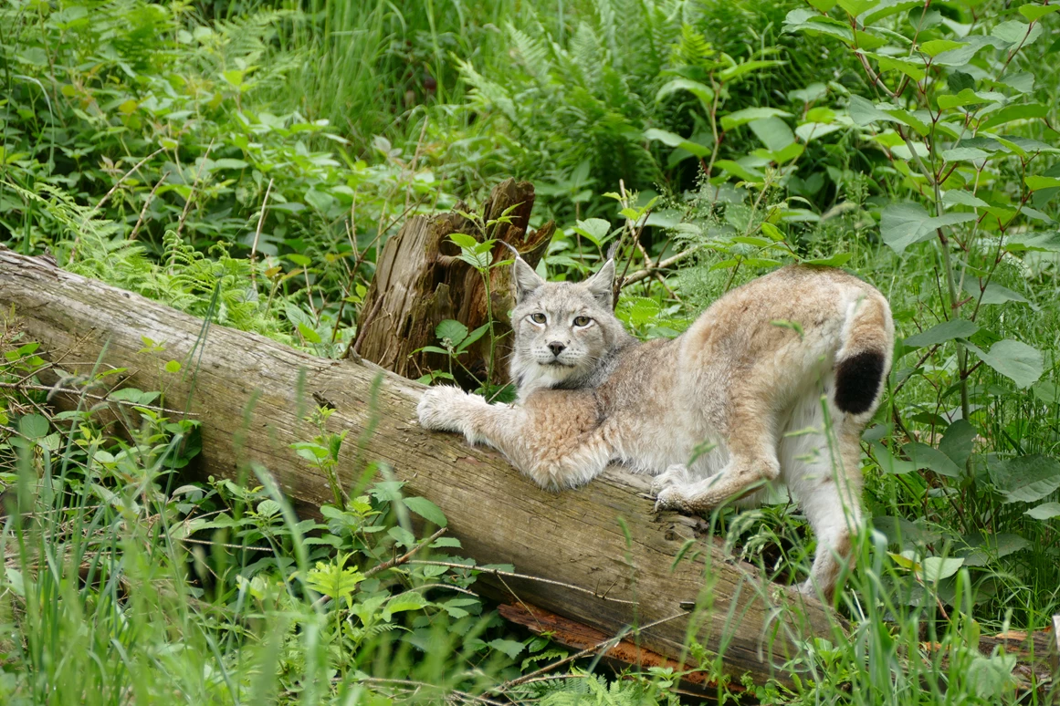 Ausflugsziel: Alternativer Wolf- und Bärenpark