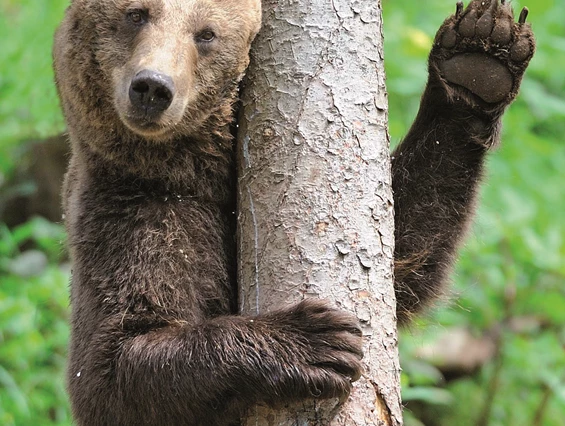 Ausflugsziel: Alternativer Wolf- und Bärenpark