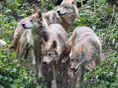 Ausflugsziel: Alternativer Wolf- und Bärenpark