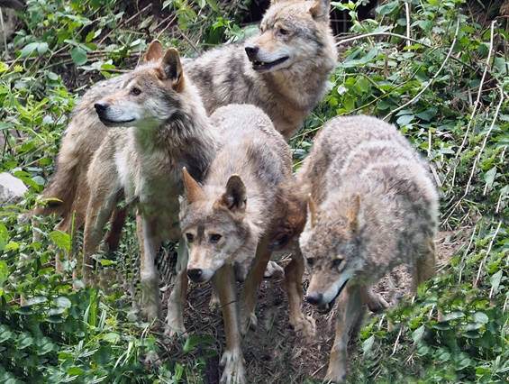 Ausflugsziel: Alternativer Wolf- und Bärenpark