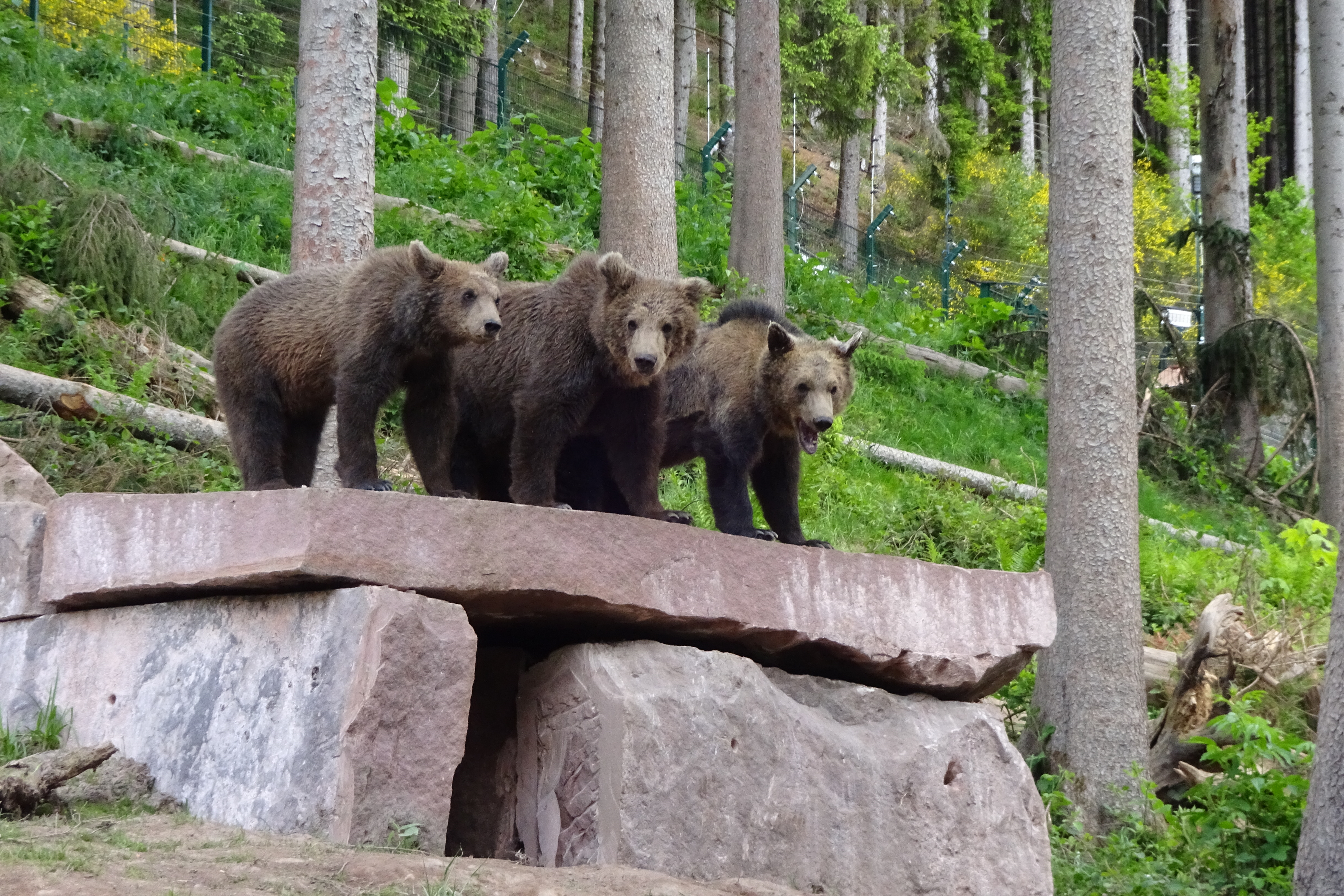 Ausflugsziel: Alternativer Wolf- und Bärenpark