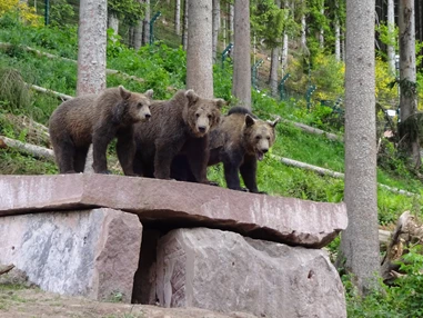 Ausflugsziel: Alternativer Wolf- und Bärenpark